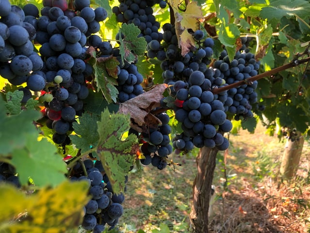 Bunches of red grapes growing on the vine